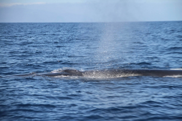 Cetaceos en su habitat natural
